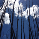 Trembling aspens in Arizona, not making it through the drought / William Anderegg
